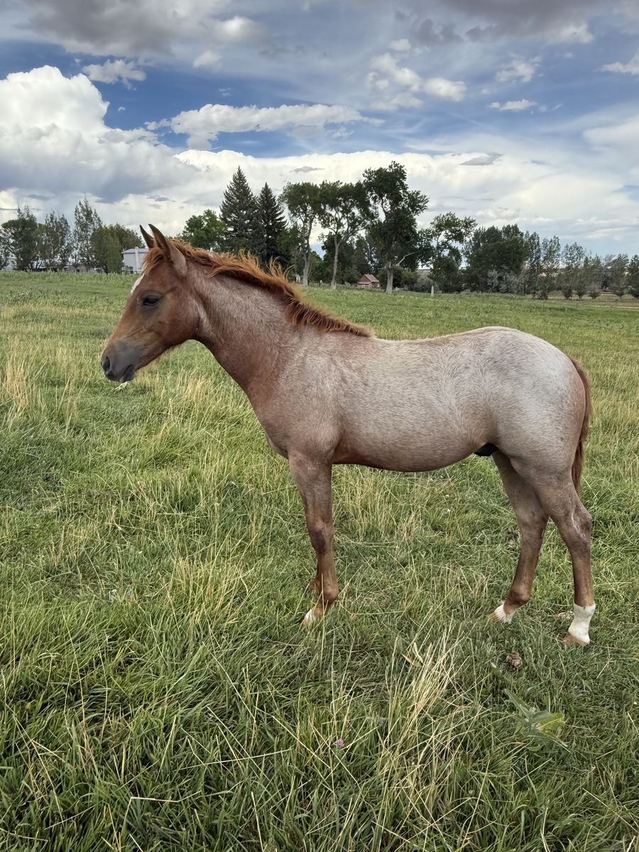 Really nice 2026 Red Roan colt!