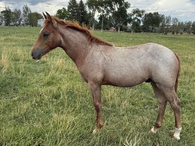 Really nice 2026 Red Roan colt!