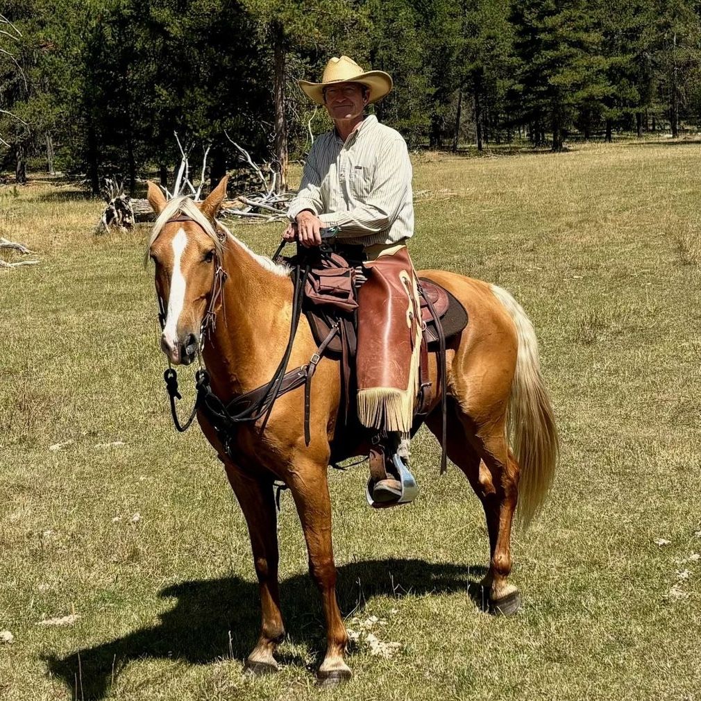 Registered Missouri Fox Trotter (MFT) Gelding – Beautiful Palomino – 9 Years Old Gaited