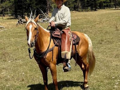 Registered Missouri Fox Trotter (MFT) Gelding β Beautiful Palomino β 9 Years Old Gaited