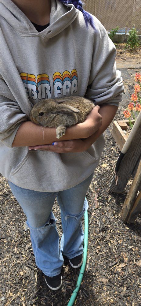 Cute Baby Bunny Rabbit for Sale - Ready for a Loving Home!