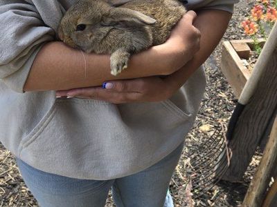 Cute Baby Bunny Rabbit for Sale - Ready for a Loving Home!