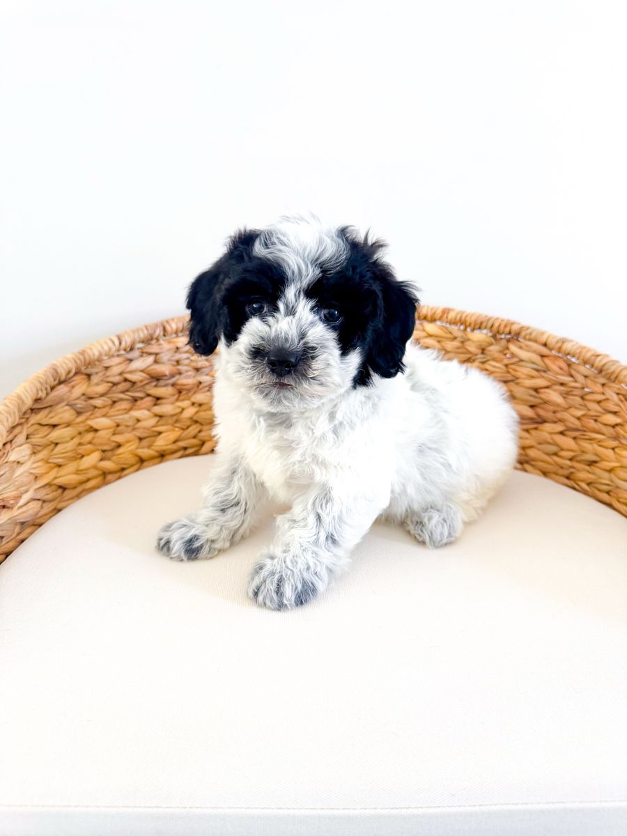 Coton de Tulear Boy Hypoallergenic like  Poodle, Maltese, Bichon, ESA quality Lap Dog/Companion Dog