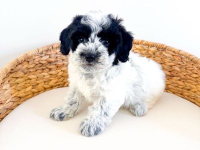 Coton de Tulear Boy Hypoallergenic like Poodle, Maltese, Bichon, ESA quality Lap Dog/Companion Dog