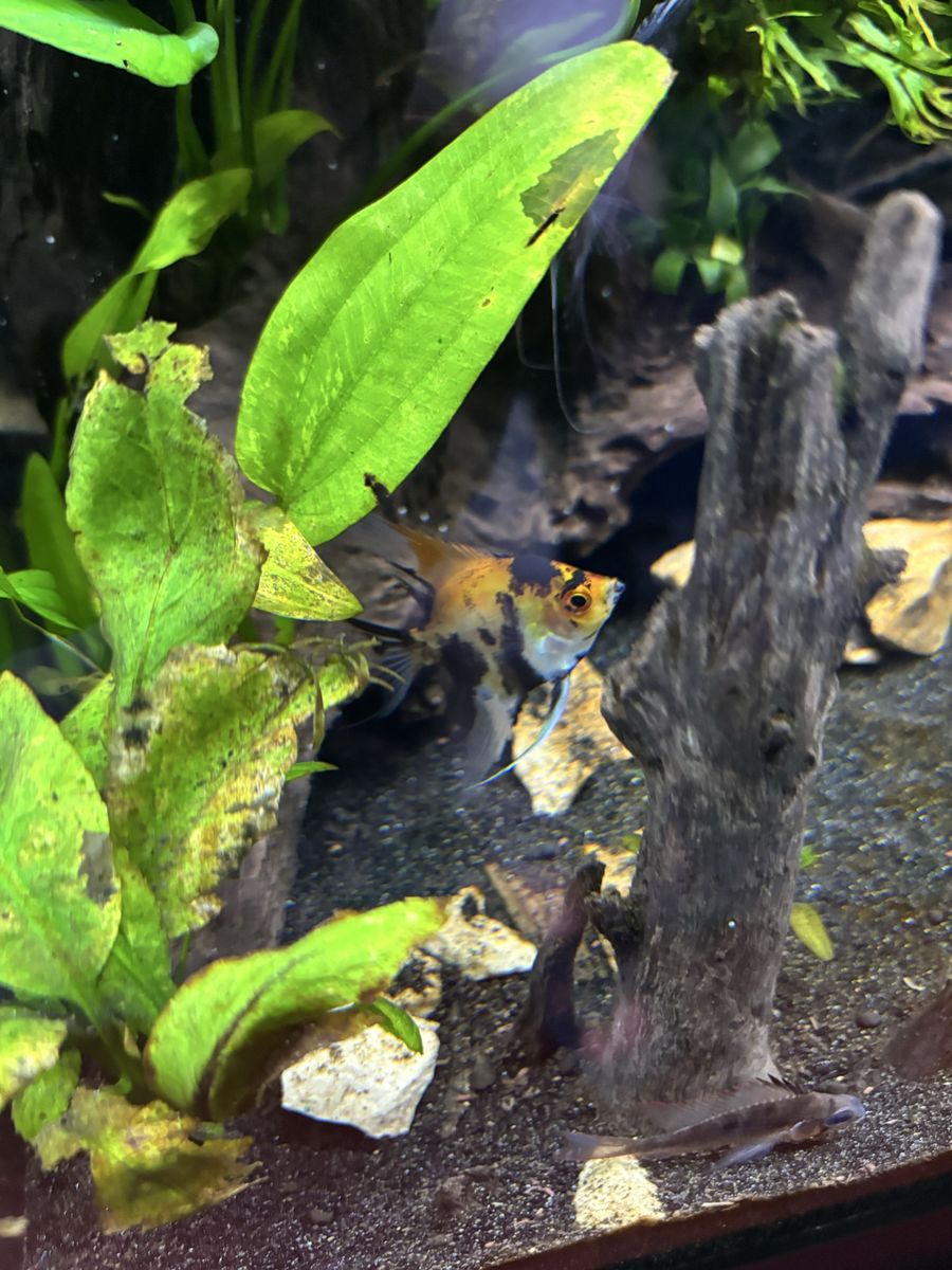 Angelfish up for grabs. Free if you pick up near me. 