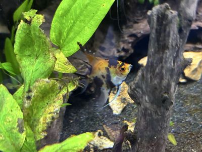 Angelfish up for grabs. Free if you pick up near me.