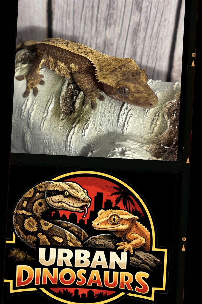 Red full pin Created Gecko