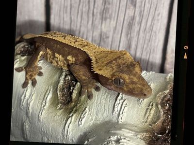 Red full pin Created Gecko