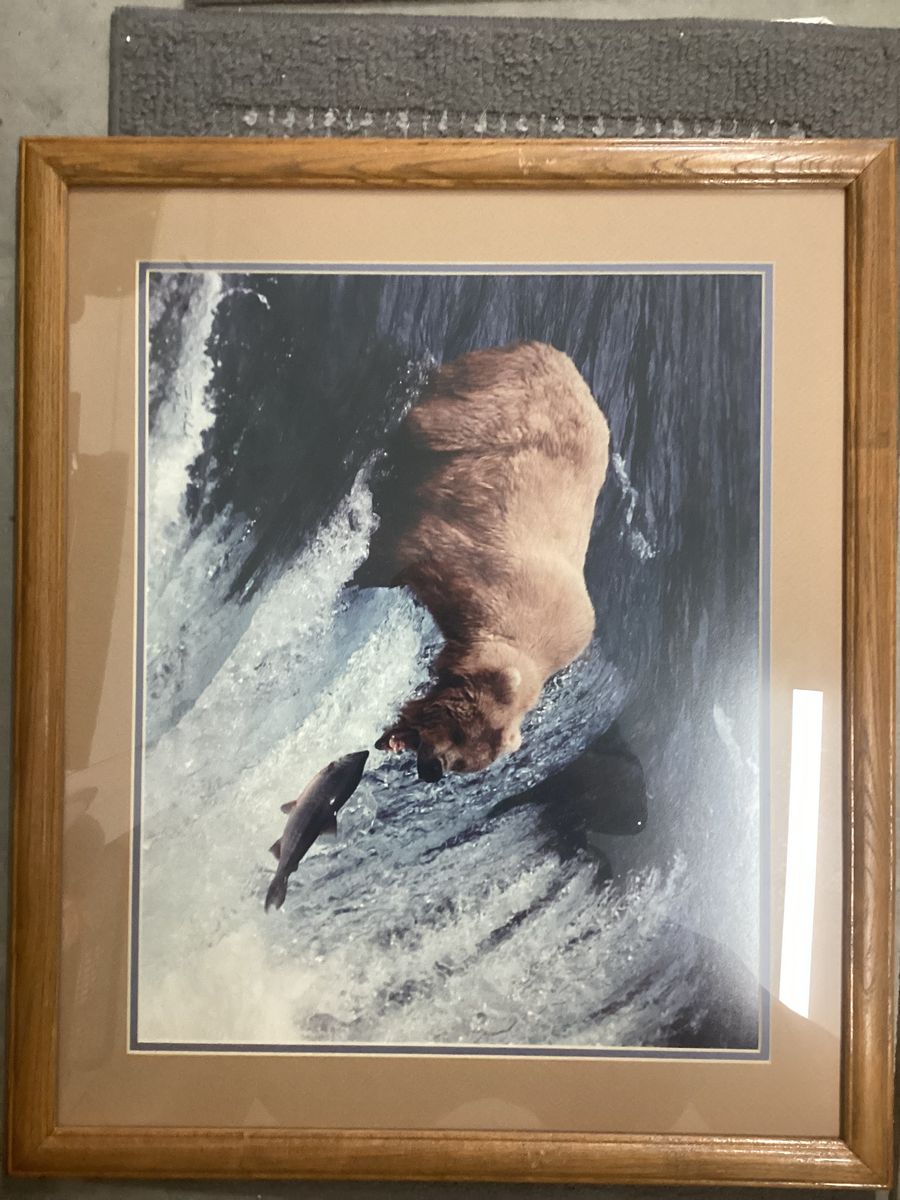 Wildlife pictures
