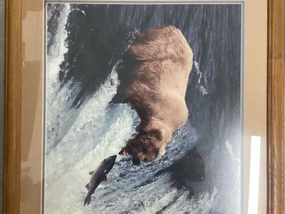Wildlife pictures