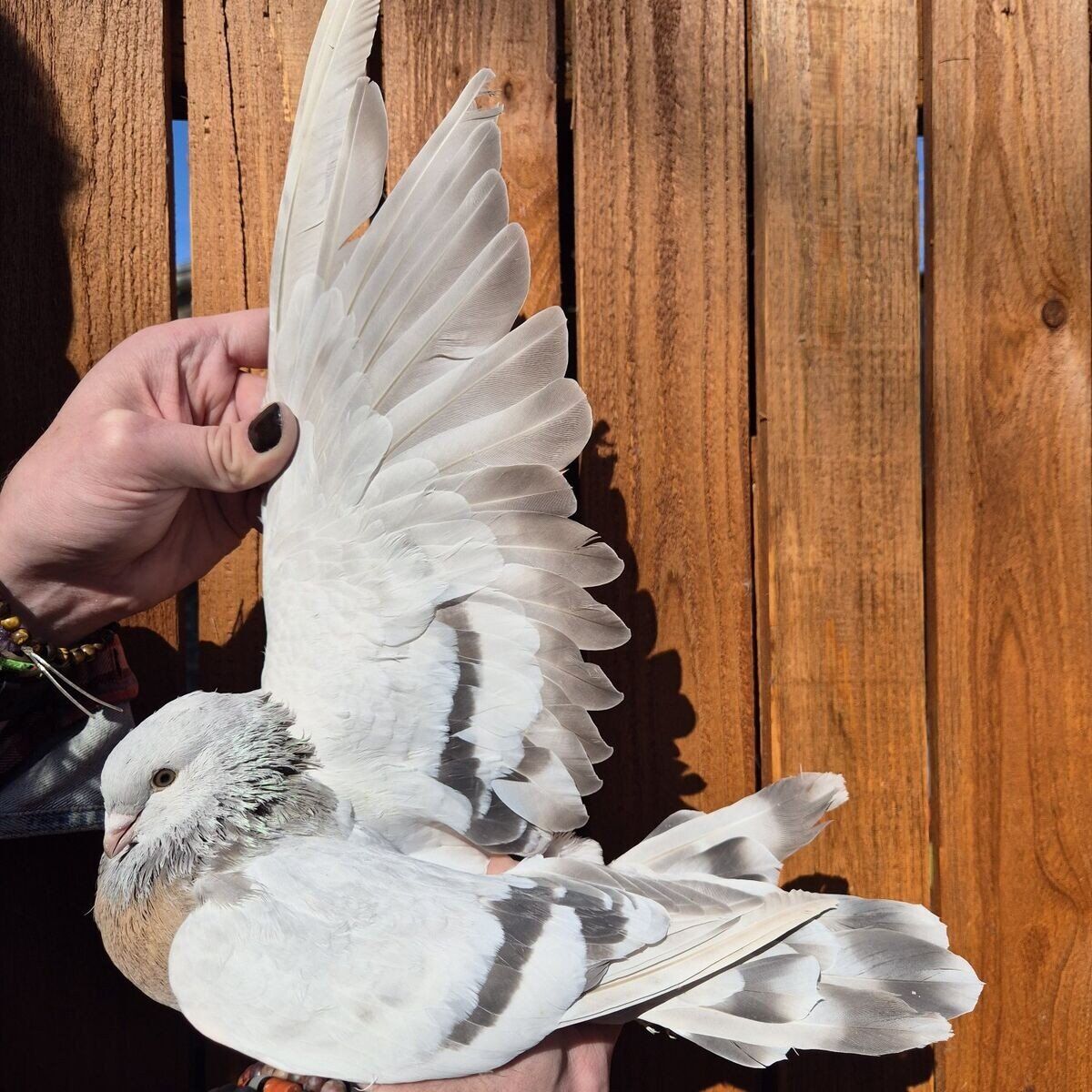Fancy Pigeons For Sale