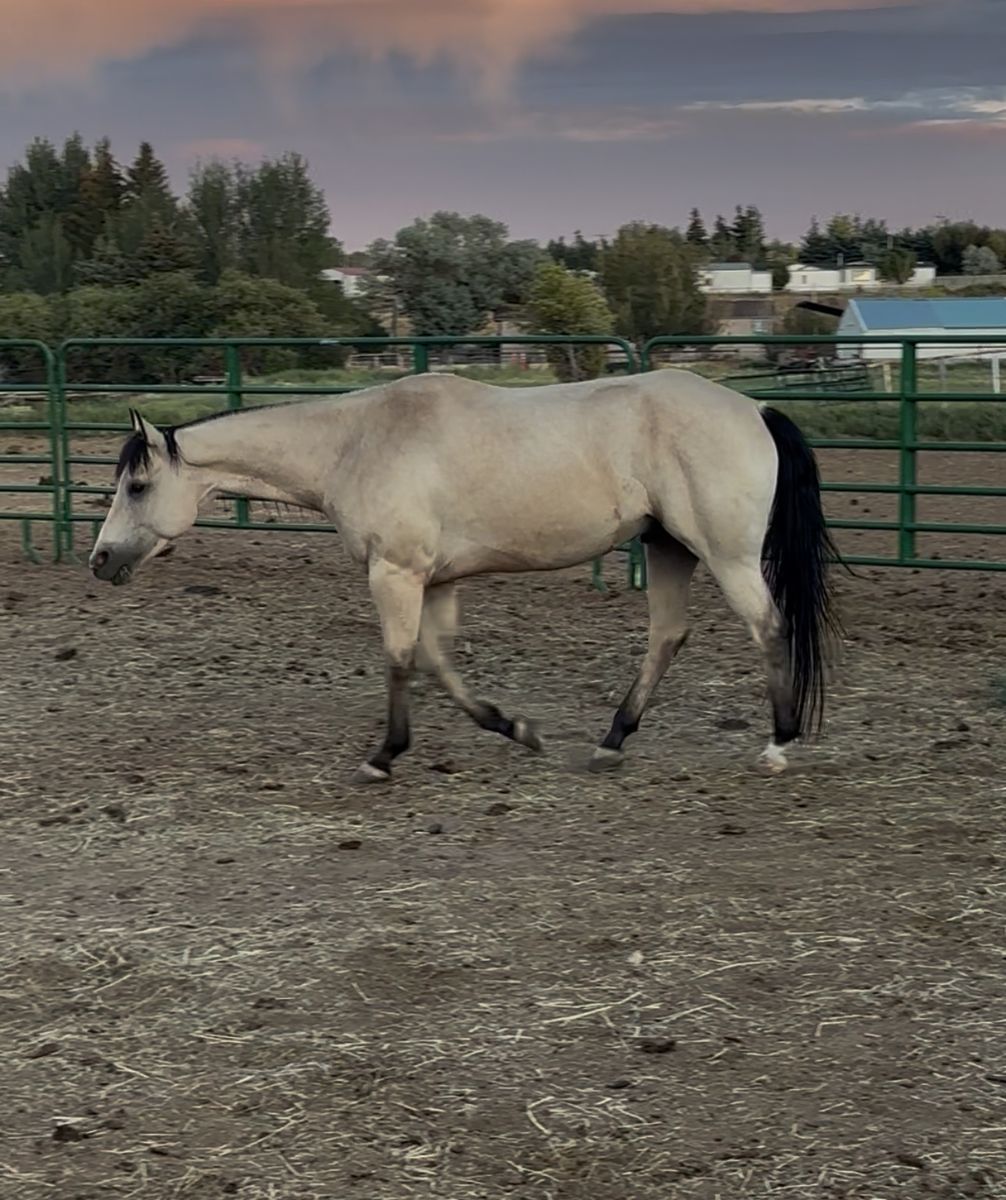 AQHA gelding