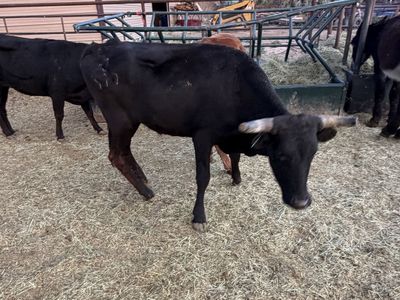 Corriente steers