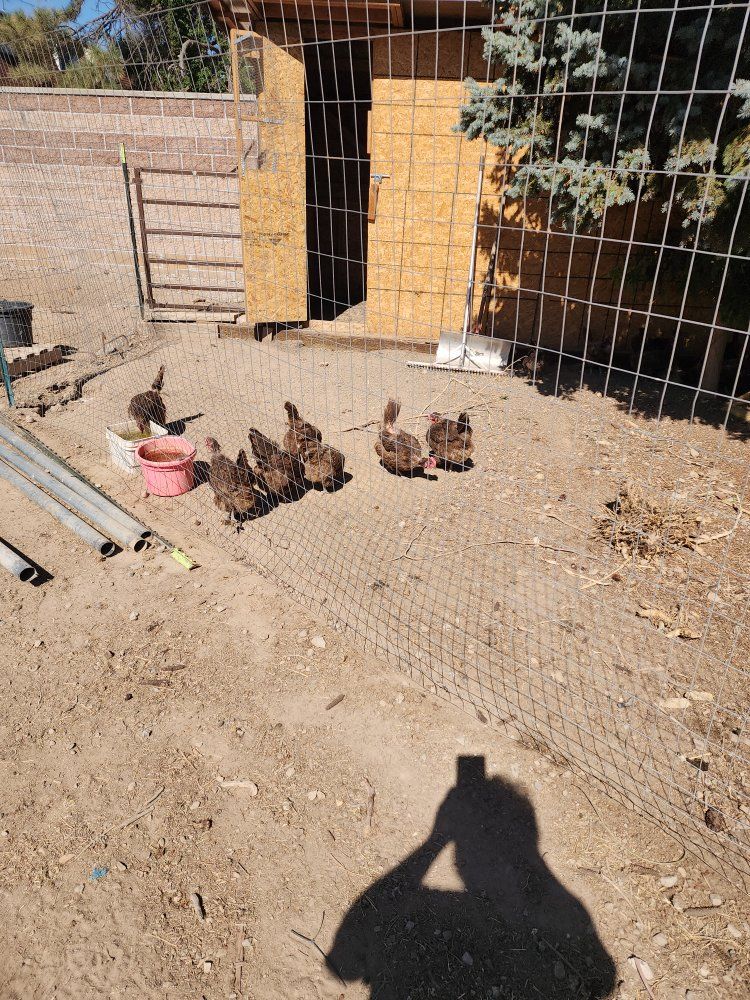 Young Chickens/Pullets - Ideal for Backyard Egg Laying or Brooding (Mixed Breed)