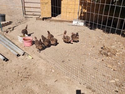 Young Chickens/Pullets - Ideal for Backyard Egg Laying or Brooding (Mixed Breed)