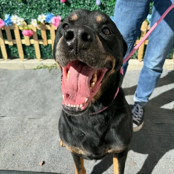 Hello my name is Ranger