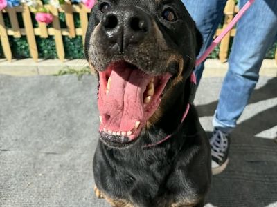 Hello my name is Ranger