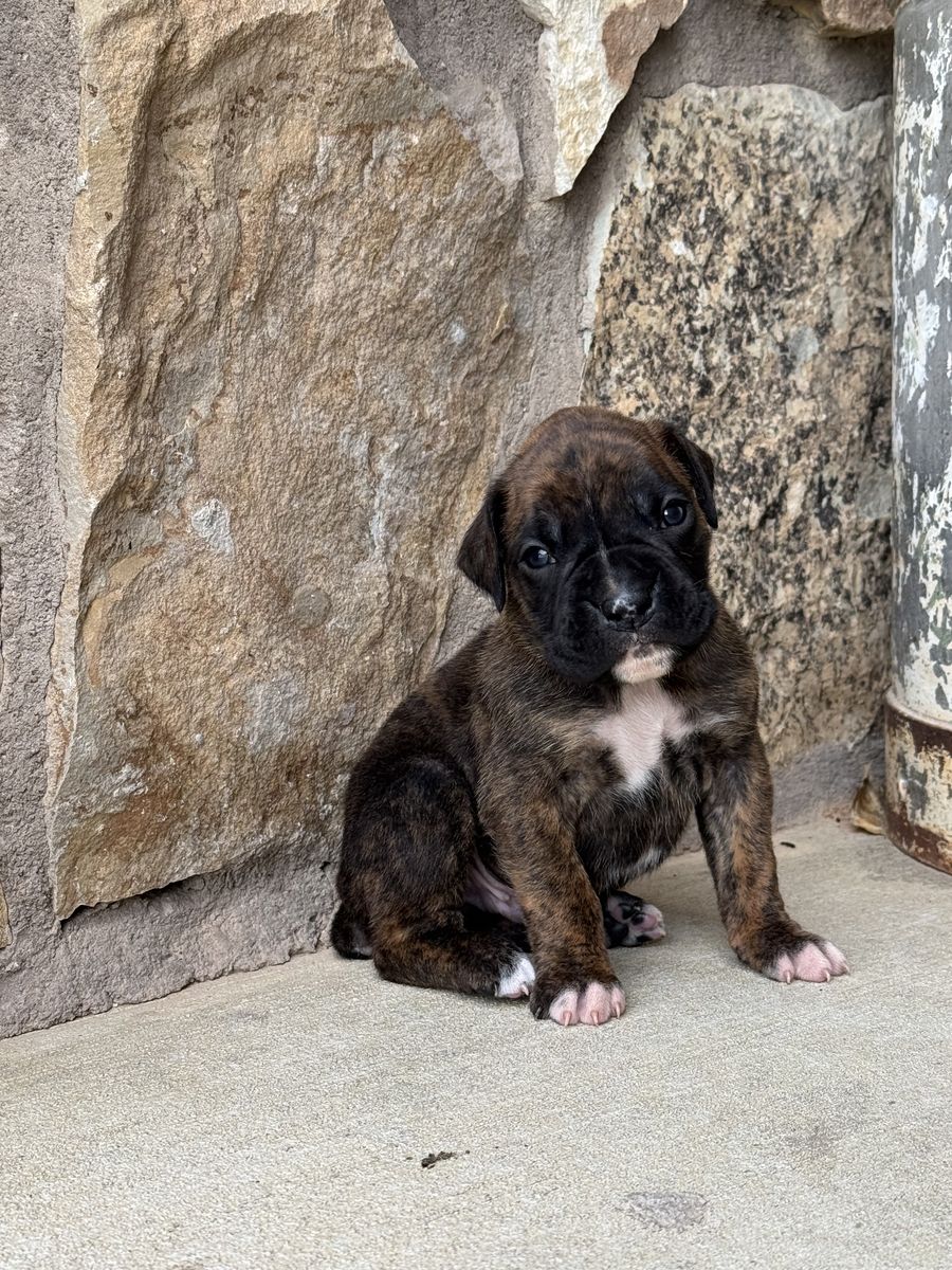 AKC boxer pups.