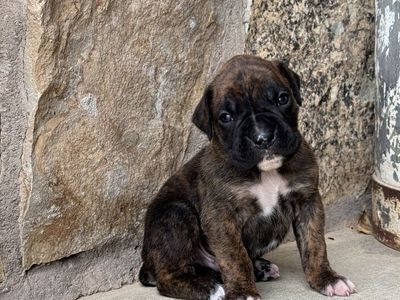 AKC boxer pups.