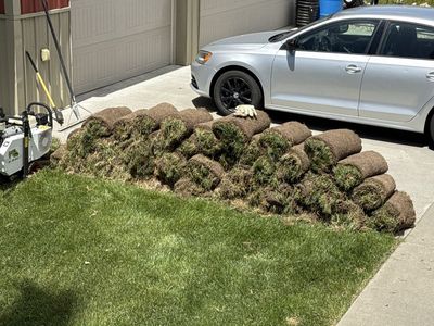 Free Sod- cut and rolled