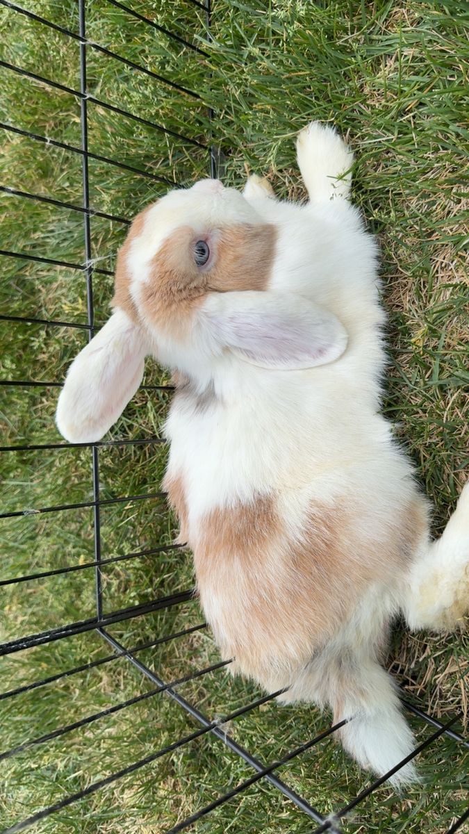Purebred Holland Lop Buck