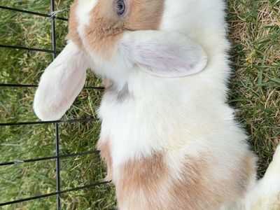Purebred Holland Lop Buck