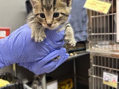 Hello my name is Fireball