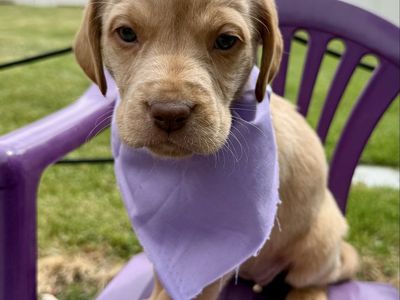 Adorable Basset/Mastiff/Lab Mix Puppies - 75