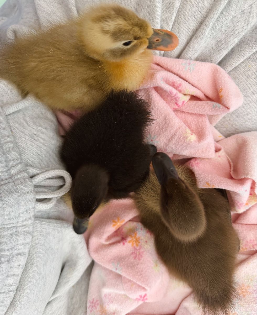 Ducklings