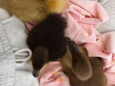 Ducklings