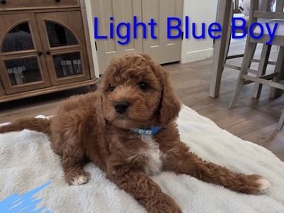 Toy/Mini Goldendoodle Puppy