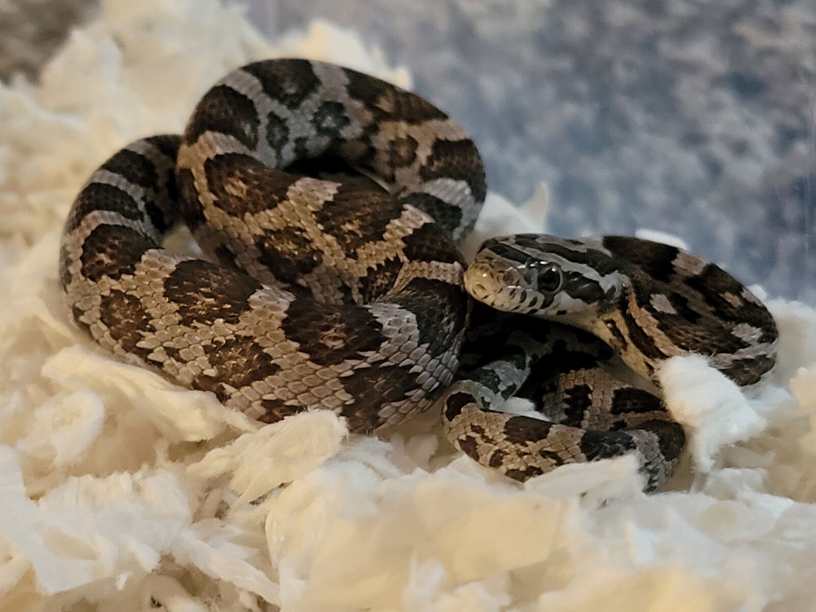 Beautiful Anery Baby Corn Snake