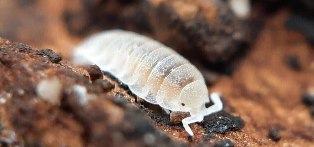 Dwarf White Isopods 25ct