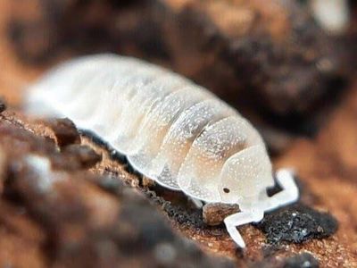 Dwarf White Isopods 25ct