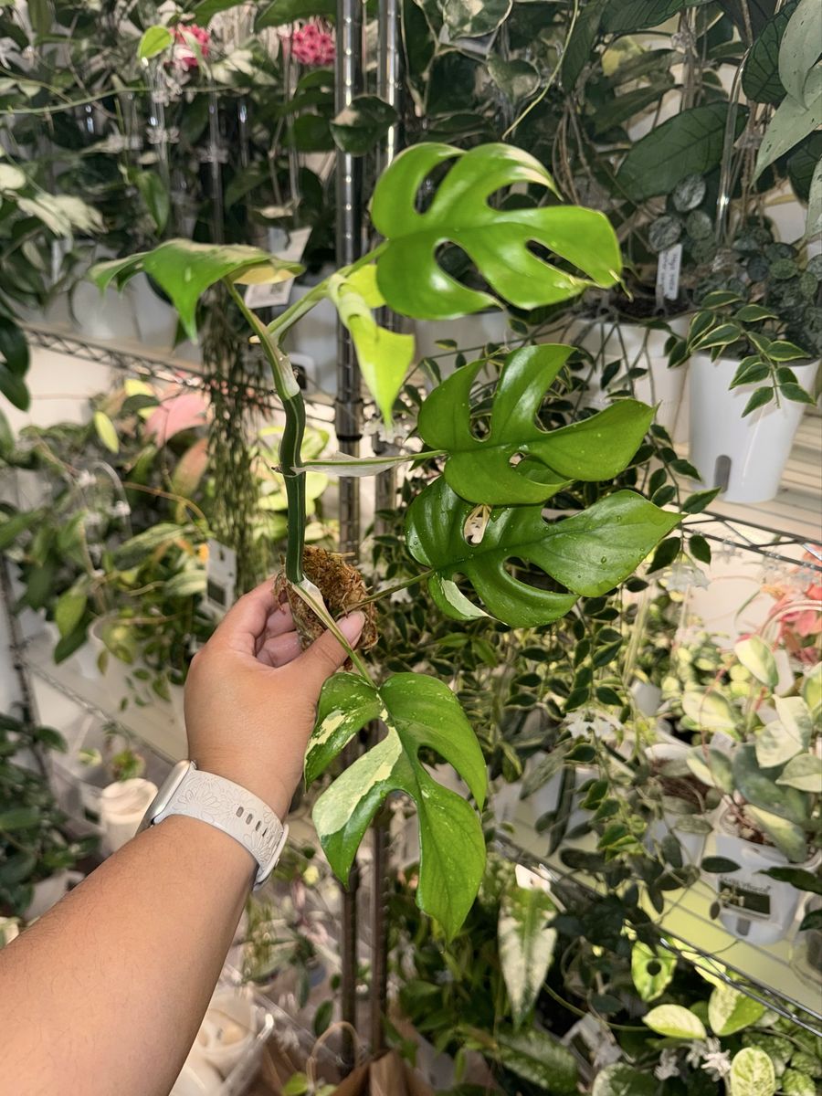 Rhaphidophora tetrasperma (variegated) - Plant