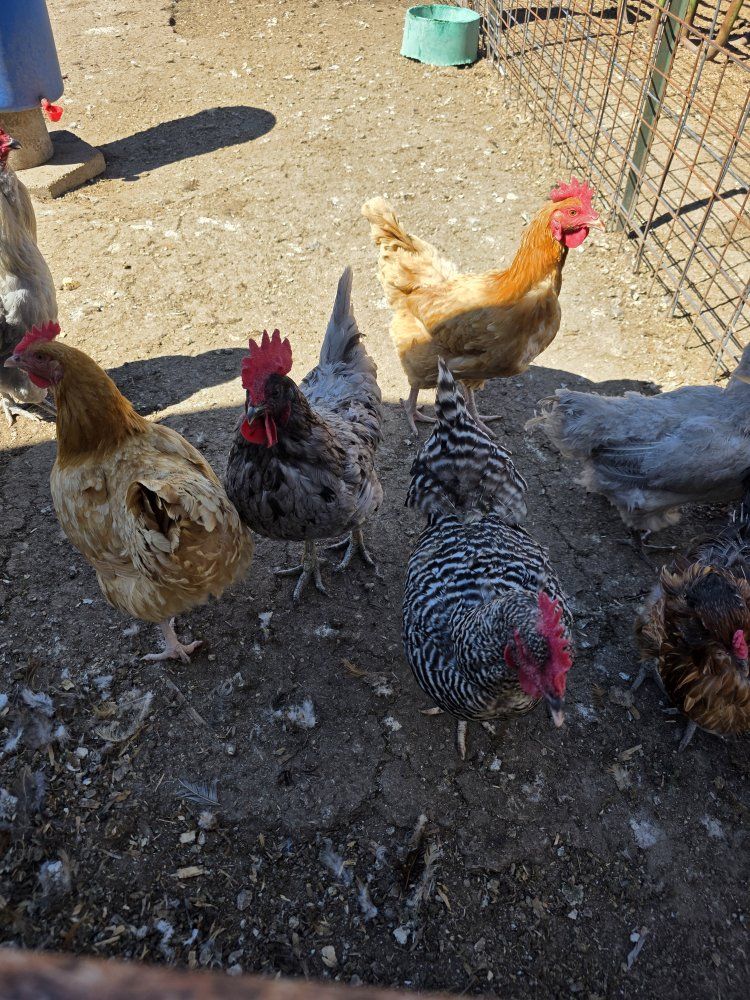 Free roosters/older hens
