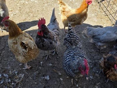 Free roosters/older hens