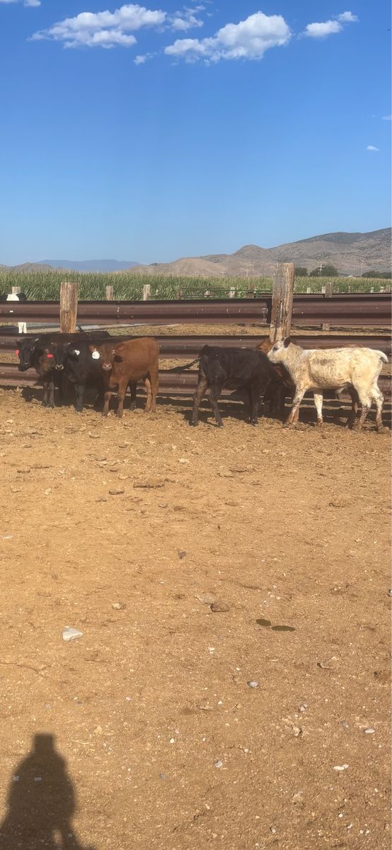 Cattle For Sale