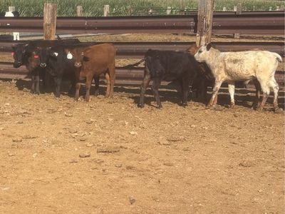 Cattle For Sale