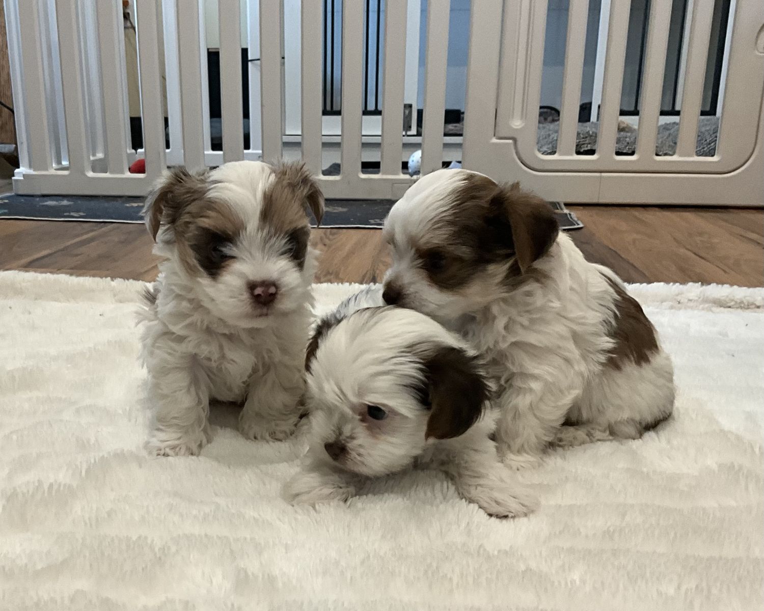 Yorkshire Terrier, Yorkie