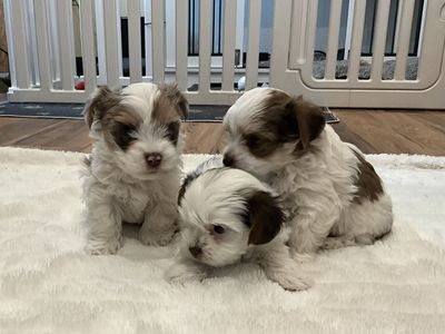 Yorkshire Terrier, Yorkie