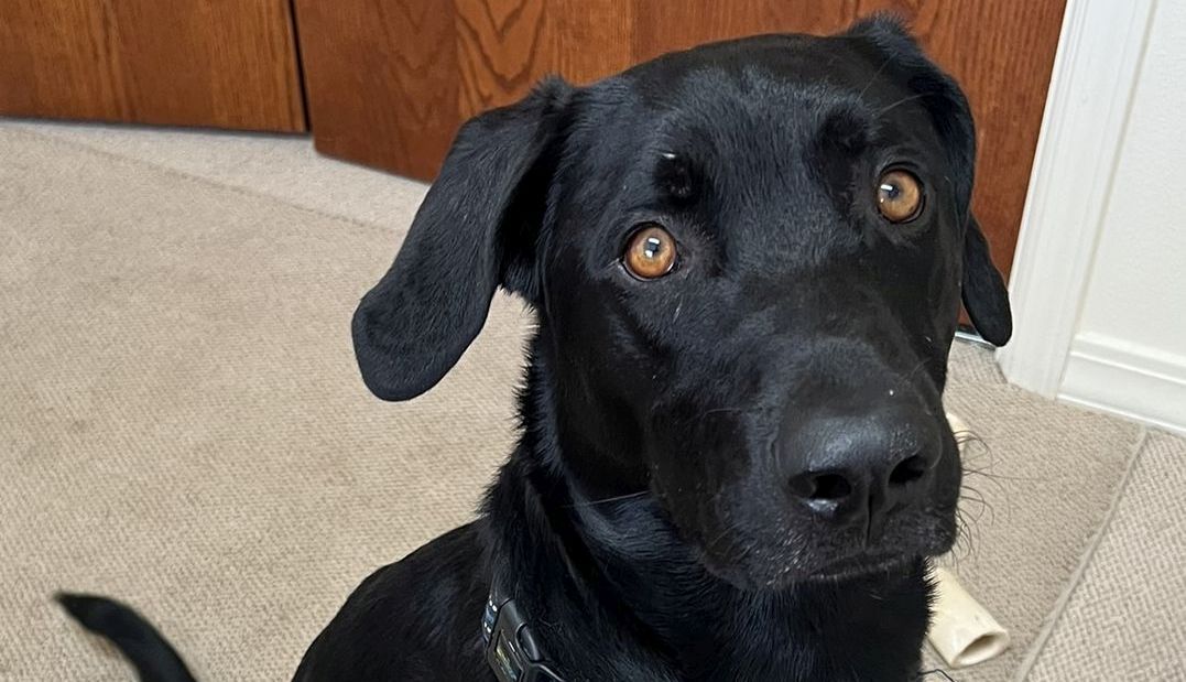 Great Dog! Needs a loving home