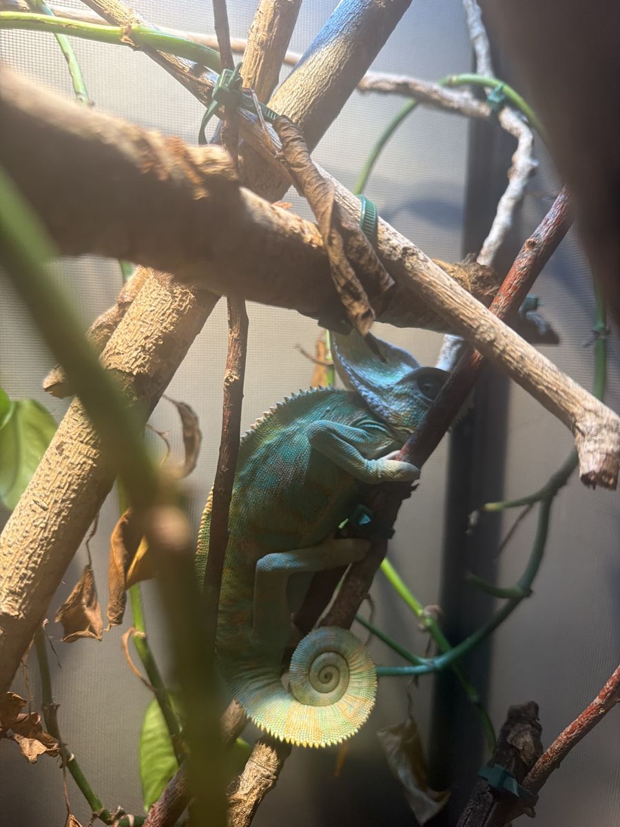Veiled chameleon and enclosure