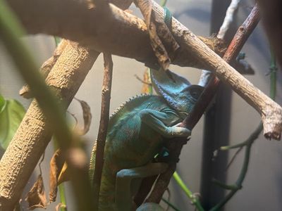Veiled chameleon and enclosure