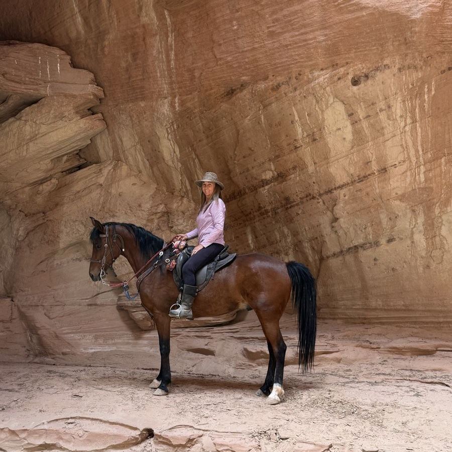 2016 Bay Gelding - Gentle & Trail Ready, Endurance & Jumping Experience