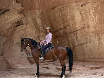 2016 Bay Gelding - Gentle & Trail Ready, Endurance & Jumping Experience