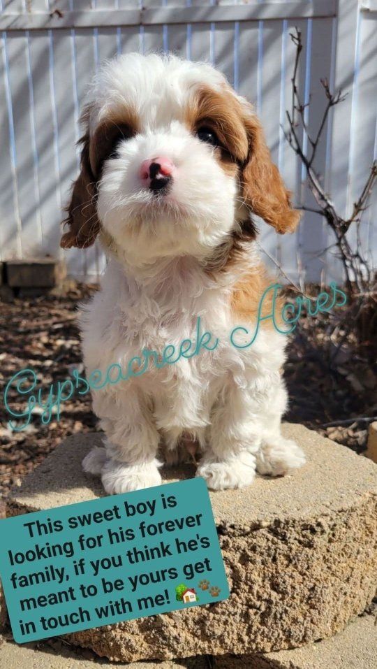 Exceptional Male Cavapoo Puppy