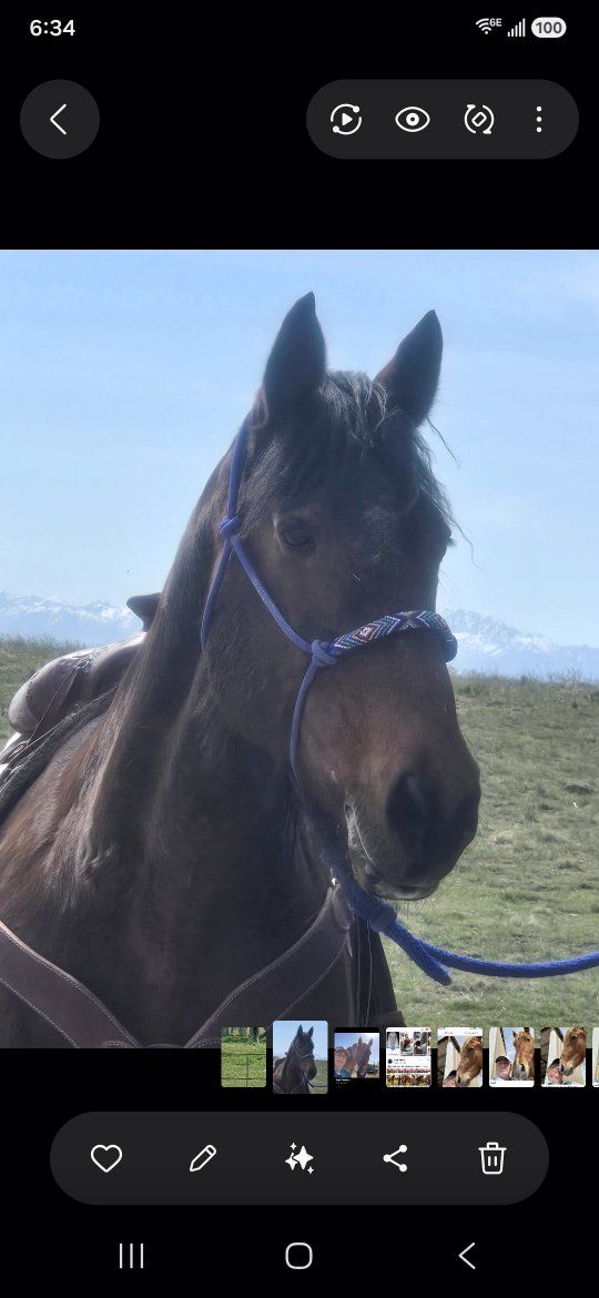 Bay Riding Horse - Gentle Trail Horse