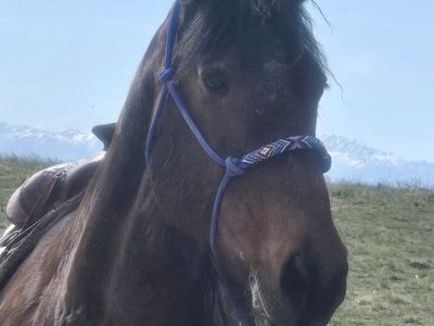 Bay Riding Horse - Gentle Trail Horse