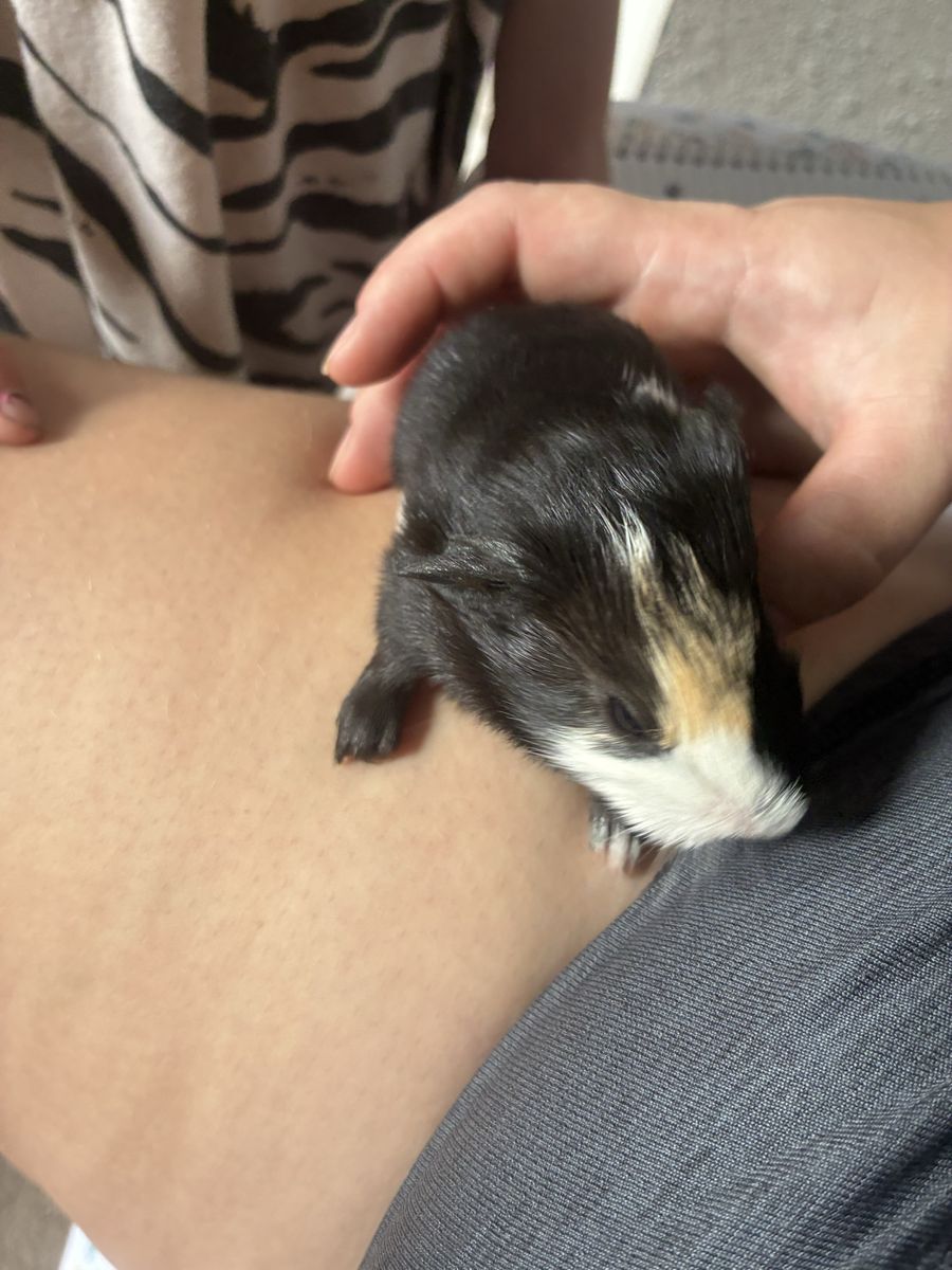 Guinea pigs